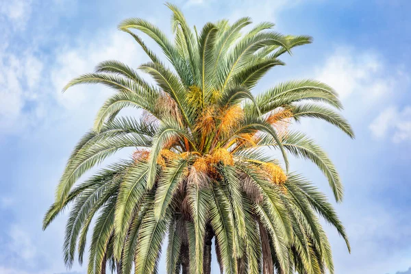 Zielony Baldachim Palmowy Tle Błękitnego Nieba — Zdjęcie stockowe