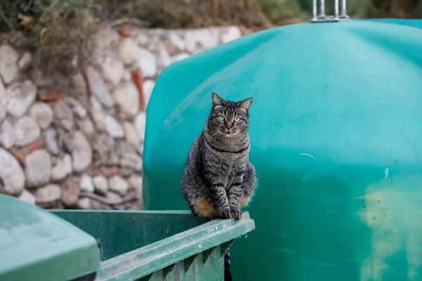 Zatoulané Kočky Sedí Bdělé Odpadkovém Koši Ulici Města Stock Fotografie