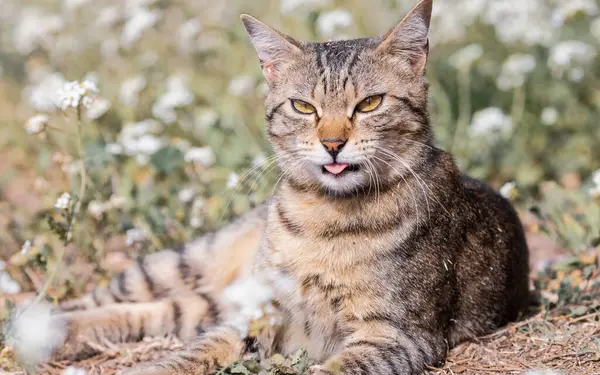 Söt Tabby Katt Naturlig Miljö Tittar Kameran Och Sticker Tungan — Stockfoto