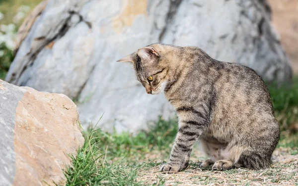 Söt Tabby Katt Jakt Naturlig Miljö — Stockfoto