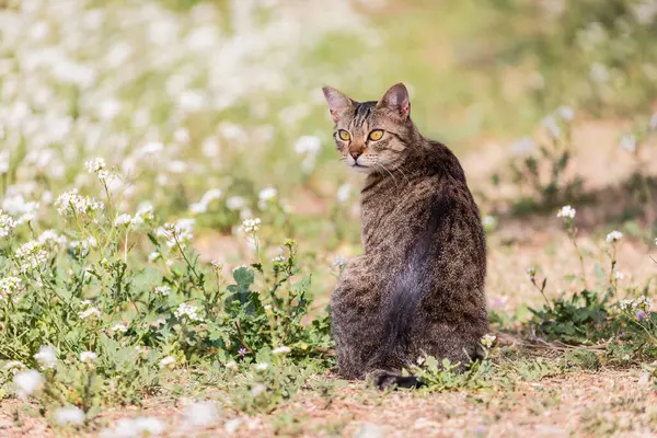 可爱的胖胖的猫在野花丛生的田野里转身 — 图库照片