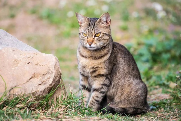 可爱的胖胖的猫坐在草坪上 悠闲自在地坐在石头上 — 图库照片