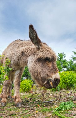 Mavi gökyüzünün altında, huzurlu yaz tarlalarında yemyeşil çimlerde otlayan komik sevimli eşek.