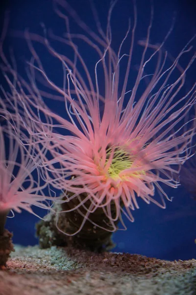 Glass View Pink Sea Anemones Tentacles Pure Water Oceanarium Blue — Stock Photo, Image