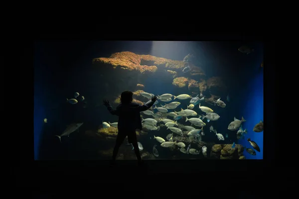 Silhouette Arrière Enfant Méconnaissable Debout Près Grand Aquarium Explorant Des — Photo