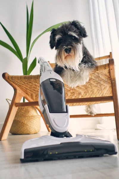 Снизу Очаровательный Послушный Миниатюрная Собака Шнауцер Сидя Кресле Ротанга Минималистской — стоковое фото
