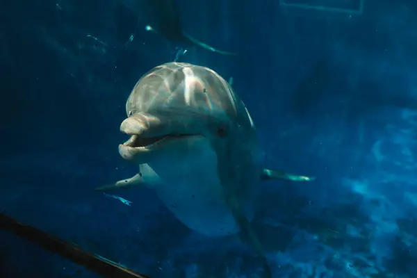 Blick Durch Glas Auf Den Großen Grauen Delphin Der Transparenten — Stockfoto