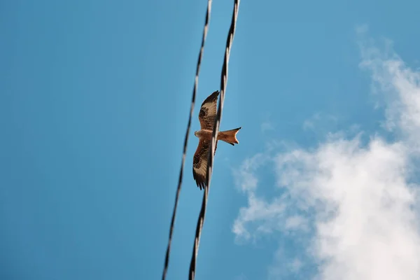 Red Kite Captured Electrical Wires Flying Blue Cloudy Sky Sunny — Stock Photo, Image