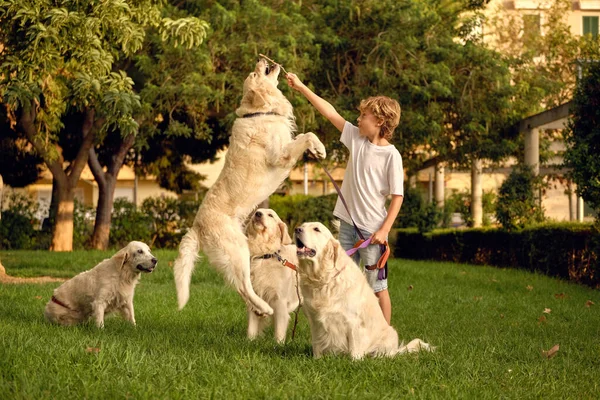 Preteen Boy Playing Pack Golden Retriever Dogs Stick Green Raise — Stockfoto