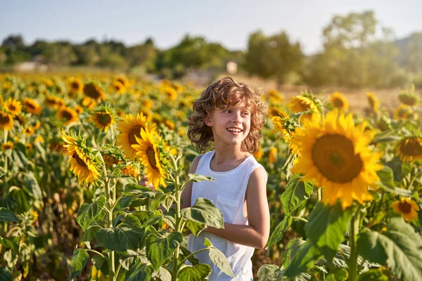 Gülümseyen küçük çocuk kırsal kesimde yaz günü açan ayçiçekleriyle tarlada dikiliyor.