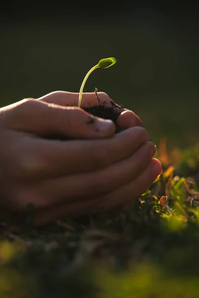 Ogrodnik Pokazujący Małą Roślinkę Zakrzywioną Łodygą Rosnącą Żyznej Glebie Trawniku — Zdjęcie stockowe