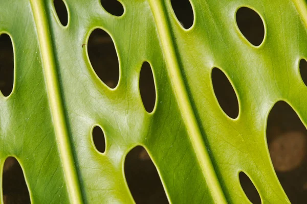 Gros Plan Fond Texturé Feuillage Végétal Vert Exotique Avec Des — Photo