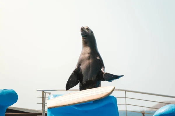 Von Unten Der Ruhige Entzückende Seelöwe Der Nähe Des Schwimmbades — Stockfoto