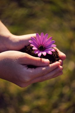 Bulanık arka planda verimli topraklarda yetişen narin yaprakları olan, çiçek açan Osteospermum ile tanınamayan bir bahçıvan.