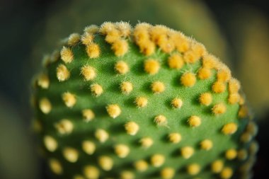 Yukarıdan gelen yeşil opuntia microdasys egzotik bitkisinin parlak güneş ışığı altında büyüyen birçok sarı globitli bulanık arkaplan