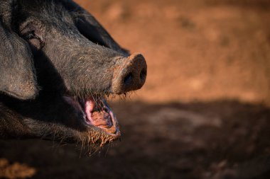 Güneşli bir günde bulanık zeminde otladıktan sonra kuru arazide duran kirli ağızlıklı büyük siyah bir köpek.