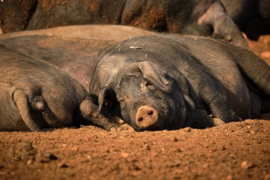 Çiftlikte güneşli bir günde kirli zeminde yan yana uzanmış güneşlenen büyük siyah domuzlar.