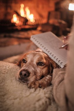 Mahsul insan yanan şöminenin yanında dinleniyor ve evdeki rahat oturma odasında rahat bir Spaniel köpeğinin kafasına günlük tutuyor.