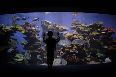 Akvaryum camlarına dokunan ve akvaryuma gelen tropikal balıklara hayran olan isimsiz bir çocuğun arka planı.