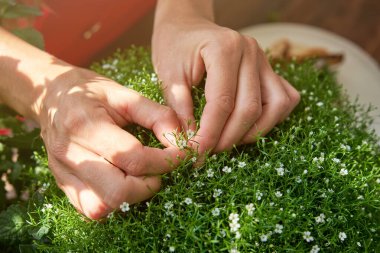 Anonim bir kadının, mutfakta yemek pişirirken aldığı otları mikro-yeşilden koparma açısı yüksek.