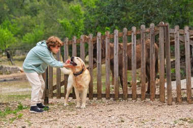 Yazın çitlere ve eşeklere karşı safkan köpekleri okşayan çocuk manzarası