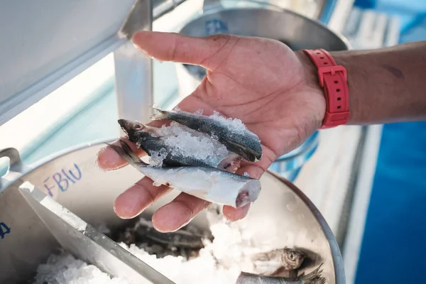 Hånd Med Armbåndsur Som Demonstrerer Frossen Fisk Mens Forbereder Mat – stockfoto
