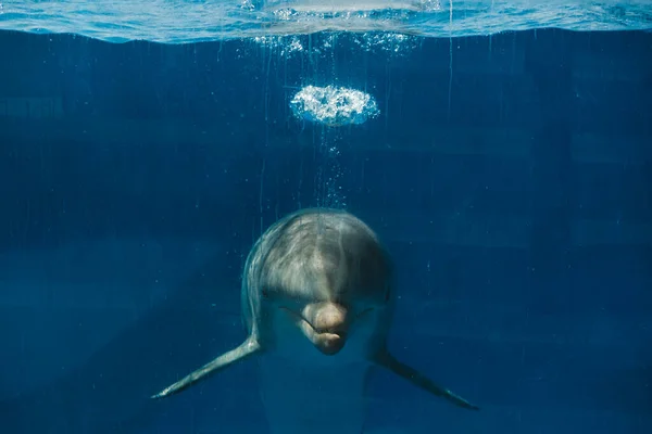 Unterwasser Ansicht Des Grauen Delfinschwimmbeckens Pool Mit Klarem Blauem Wasser — Stockfoto