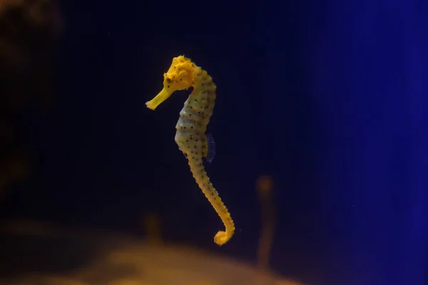 Glass View Seahorse Ribbed Body Snout Swimming Transparent Aqua Oceanarium — Stock Photo, Image