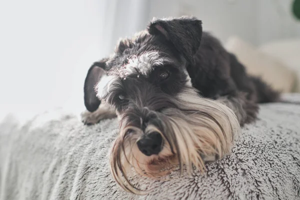 Adorável Cachorrinho Schnauzer Miniatura Com Pêlo Macio Descansando Sofá Olhando — Fotografia de Stock