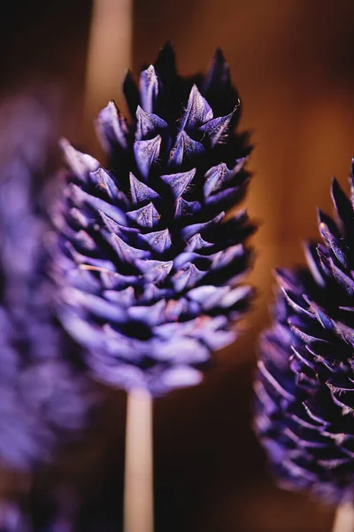 鮮やかな背景に自然の中で成長する紫色の新鮮なエキゾチックな植物の閉鎖 — ストック写真