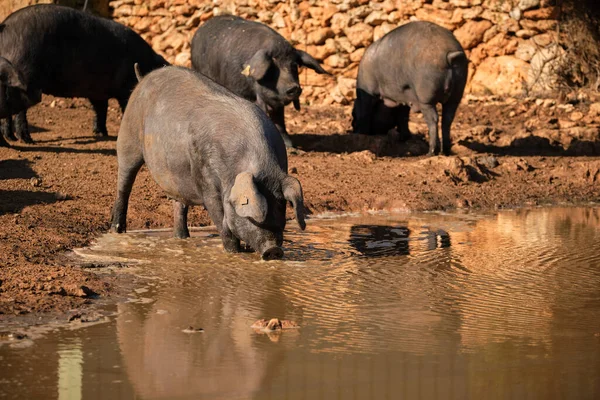 Herd Black Iberian Pigs Drinking Water Puddle Digging Mud While — Stock Photo, Image