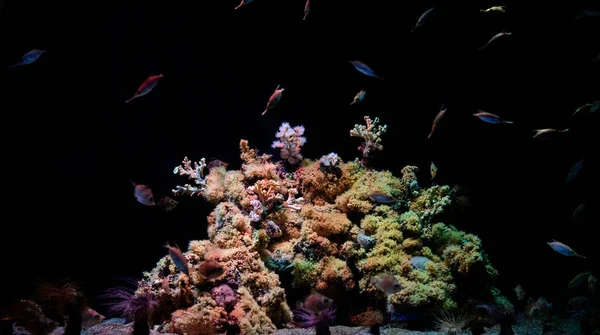 水中水族館で美しいサンゴ礁と暗い水に浮かぶ小さな多色のエキゾチックな魚 — ストック写真