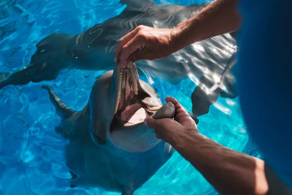 Anonyme Person Überprüft Delfinzähne Während Sie Pool Mit Blauem Klarem — Stockfoto