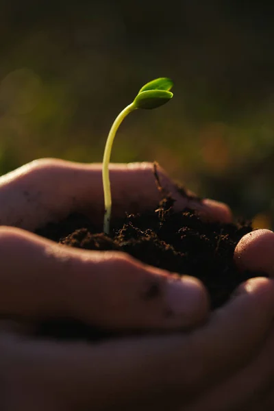 Урожай Неузнаваемый Садовник Показывает Небольшое Растение Волнистым Стеблем Зелеными Листьями — стоковое фото