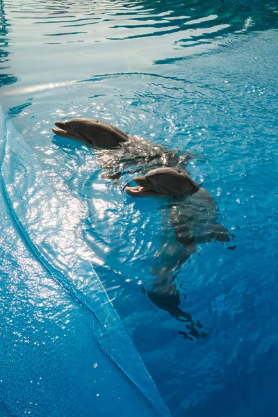 Von Oben Von Grau Trainierten Delfinen Die Sauberen Blauen Wasser — Stockfoto