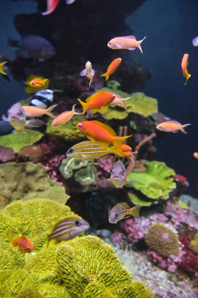 透明度の高いアクアで泳ぐ熱帯魚の群れをガラスで見ることができます — ストック写真