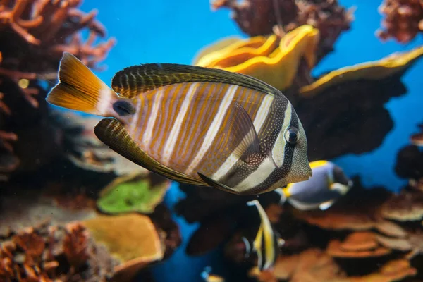海の水族館で水中で泳ぐ体に縞模様の装飾が施された熱帯魚のガラス越しの眺めを背景に — ストック写真