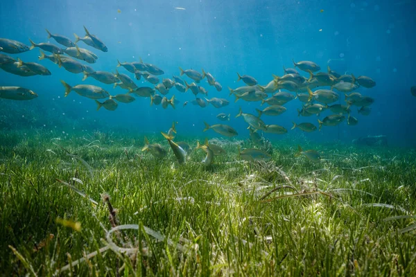 Escola Peixes Exóticos Nadando Debaixo Água Oceano Azul Profundo Acima — Fotografia de Stock