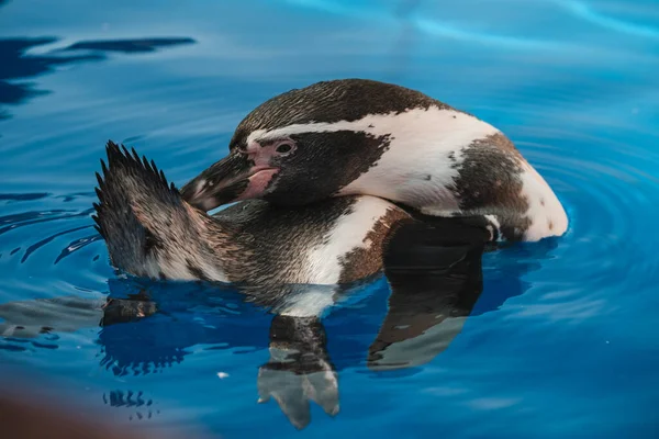 在平静的大海中 在蓝色的海水中游泳时 蓝白相间的洪堡企鹅在清理羽毛时有着很高的角度 — 图库照片