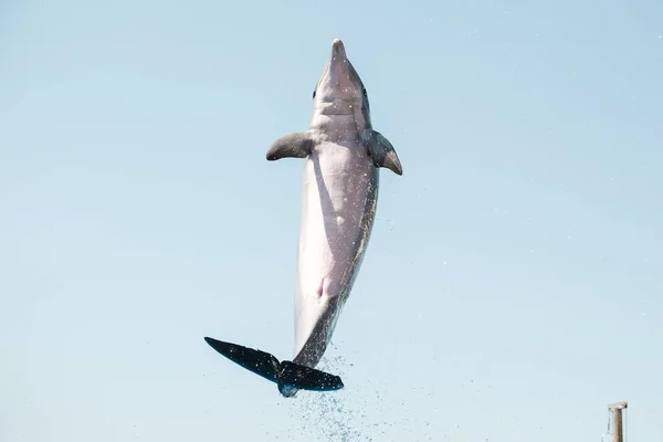 Playful Dolphin Jumping Pool — Stock Photo, Image