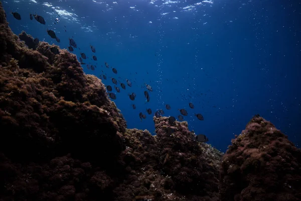 Nízký Úhel Školy Ryb Plavání Pod Mořskou Vodou Blízkosti Masivních — Stock fotografie