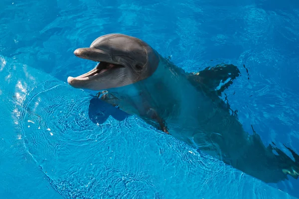 Desde Arriba Del Delfín Con Cabeza Sobresaliendo Del Agua Nadando — Foto de Stock