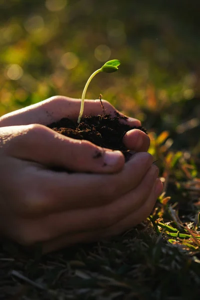 Gröda Oigenkännlig Trädgårdsodlare Med Liten Växt Som Växer Bördig Jord — Stockfoto