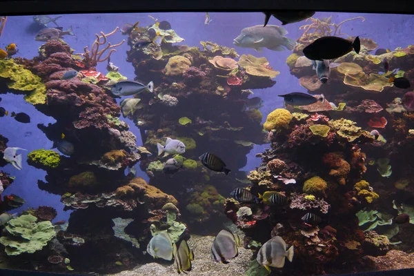 Diverse Exotische Vissen Zwemmen Schoon Aquariumwater Met Kleurrijke Koralen Planten — Stockfoto