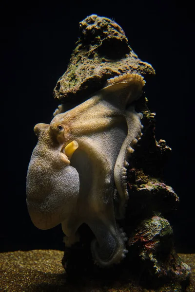 Glass View Octopus Tentacles Eyes Stone Pure Water Aquarium Black — Stock Photo, Image