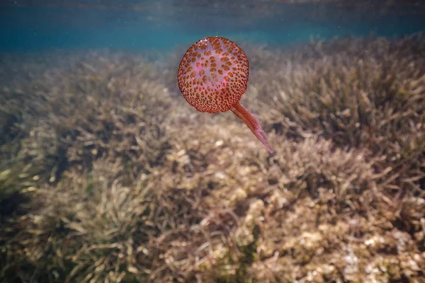 イビサ スペインのサンゴ礁近くの深い青い海で泳ぐエキゾチックな赤いクラゲの風景 — ストック写真