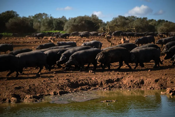 Herd Large Black Domestic Pigs Walking Lake Savannah Hot Day — Stock Photo, Image