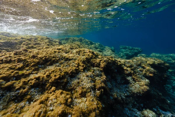 Recifes Corais Maciços Ásperos Sob Água Azul Transparente Oceano Profundo — Fotografia de Stock