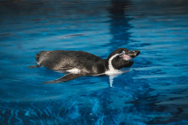 阳光明媚的日子里 穿着黑白相间的湿羽毛的蓬松可爱的洪堡企鹅在清澈的碧水中游泳的侧视图 — 图库照片