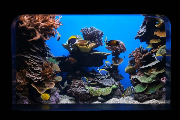 水族館の水槽のガラスの後ろにある熱帯魚や天然サンゴの浅瀬 — ストック写真